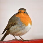 Roodborstje