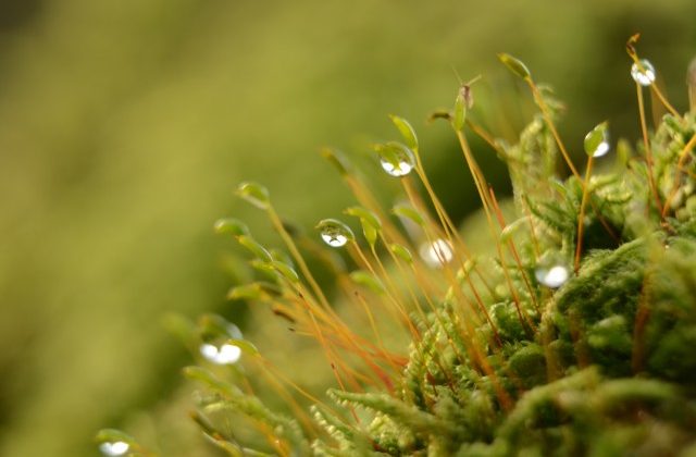 Mos met dauwdruppels