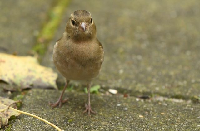 Vink